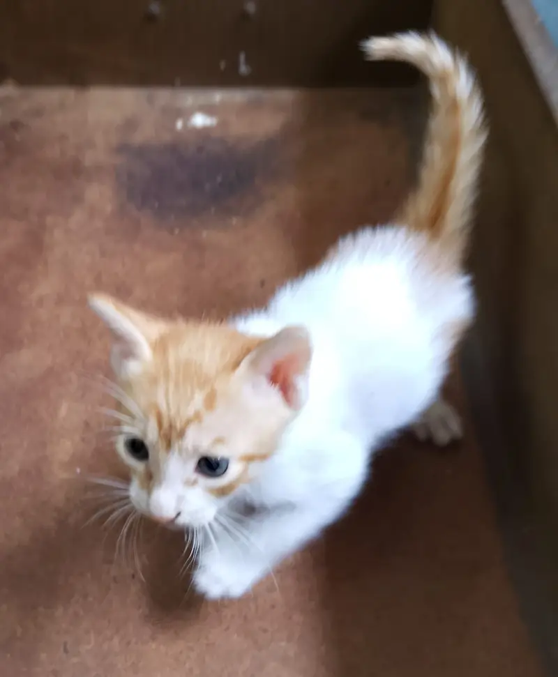 "4 Adorable 1-Month-Old Kittens Need Loving Homes" — photo 7