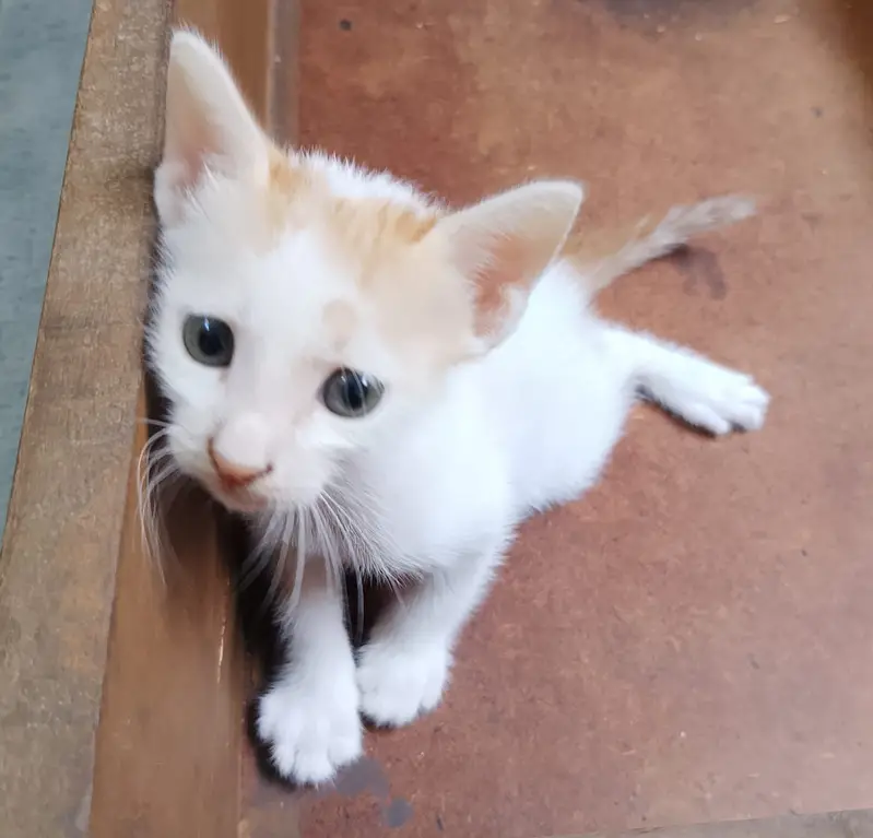 "4 Adorable 1-Month-Old Kittens Need Loving Homes" — photo 8