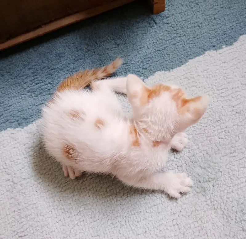 "4 Adorable 1-Month-Old Kittens Need Loving Homes" — photo 9