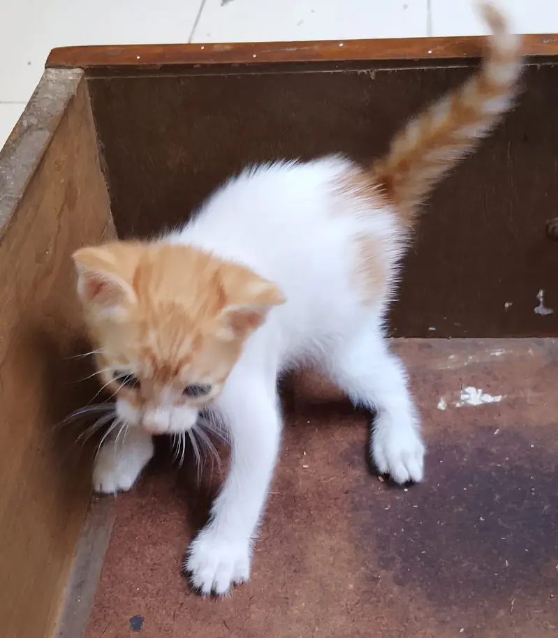 "4 Adorable 1-Month-Old Kittens Need Loving Homes" — photo 10