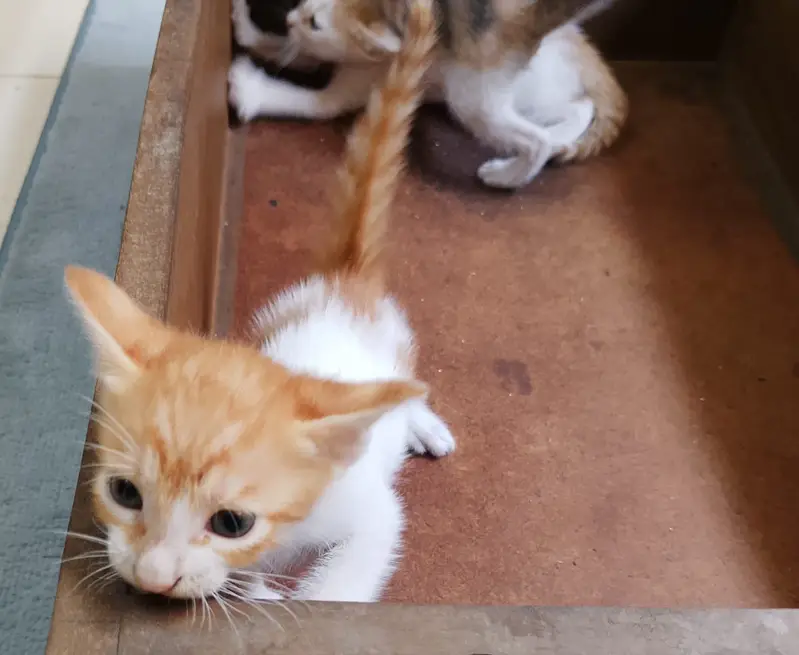 "4 Adorable 1-Month-Old Kittens Need Loving Homes" — photo 11