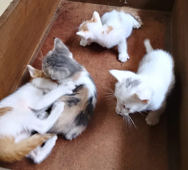 "4 Adorable 1-Month-Old Kittens Need Loving Homes" — photo 12