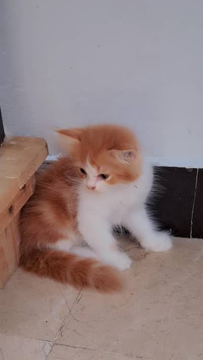Persian triple coated male and female