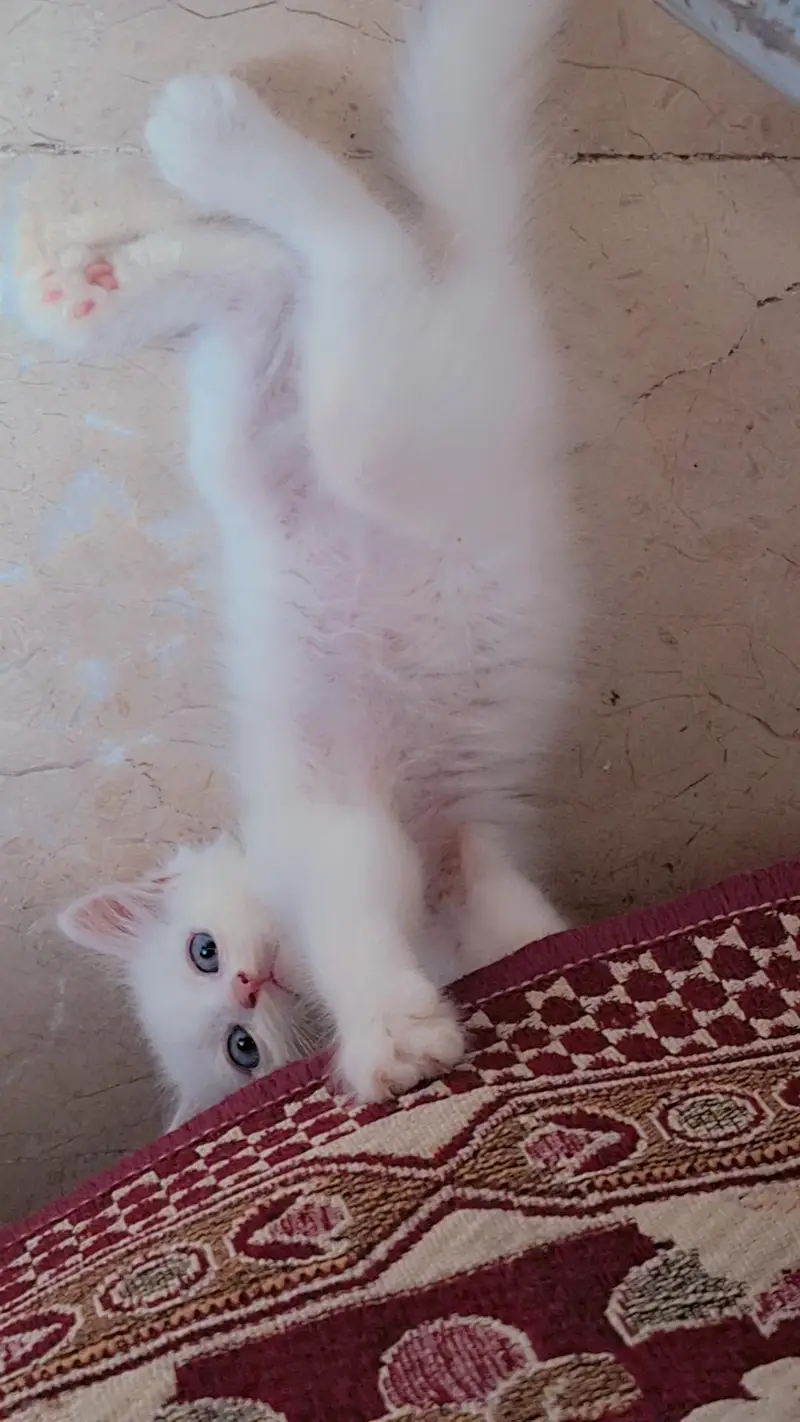 Persian triple coated male and female — photo 2