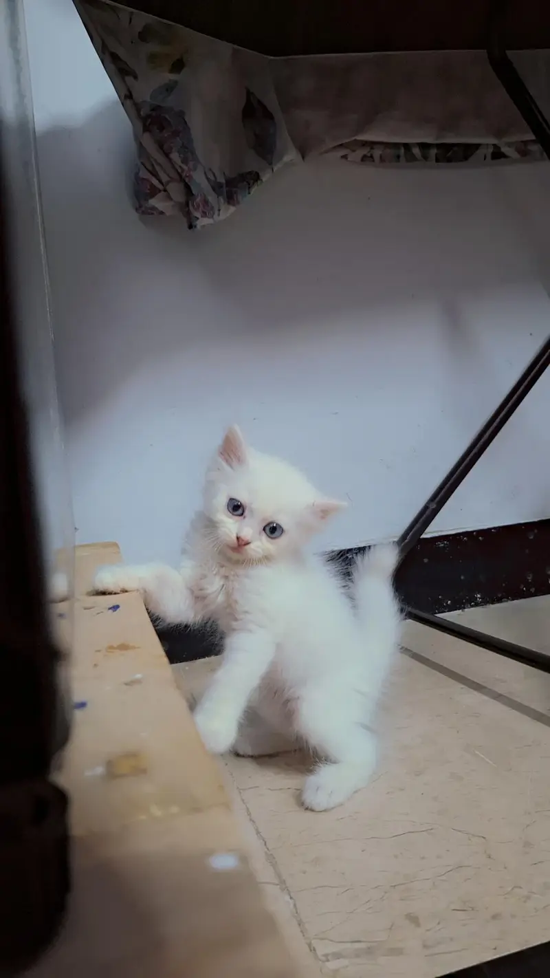 Persian triple coated male and female — photo 3