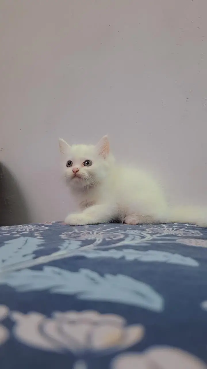Persian triple coated male and female — photo 4