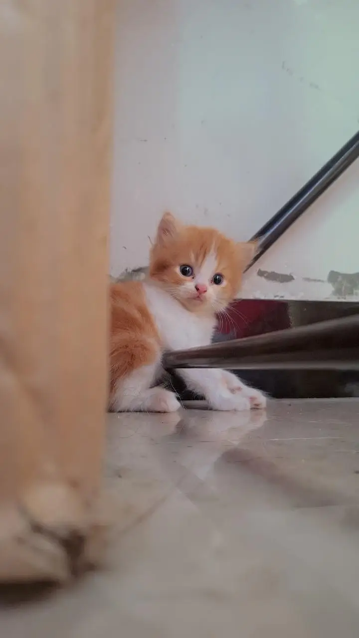 Persian triple coated male and female — photo 5