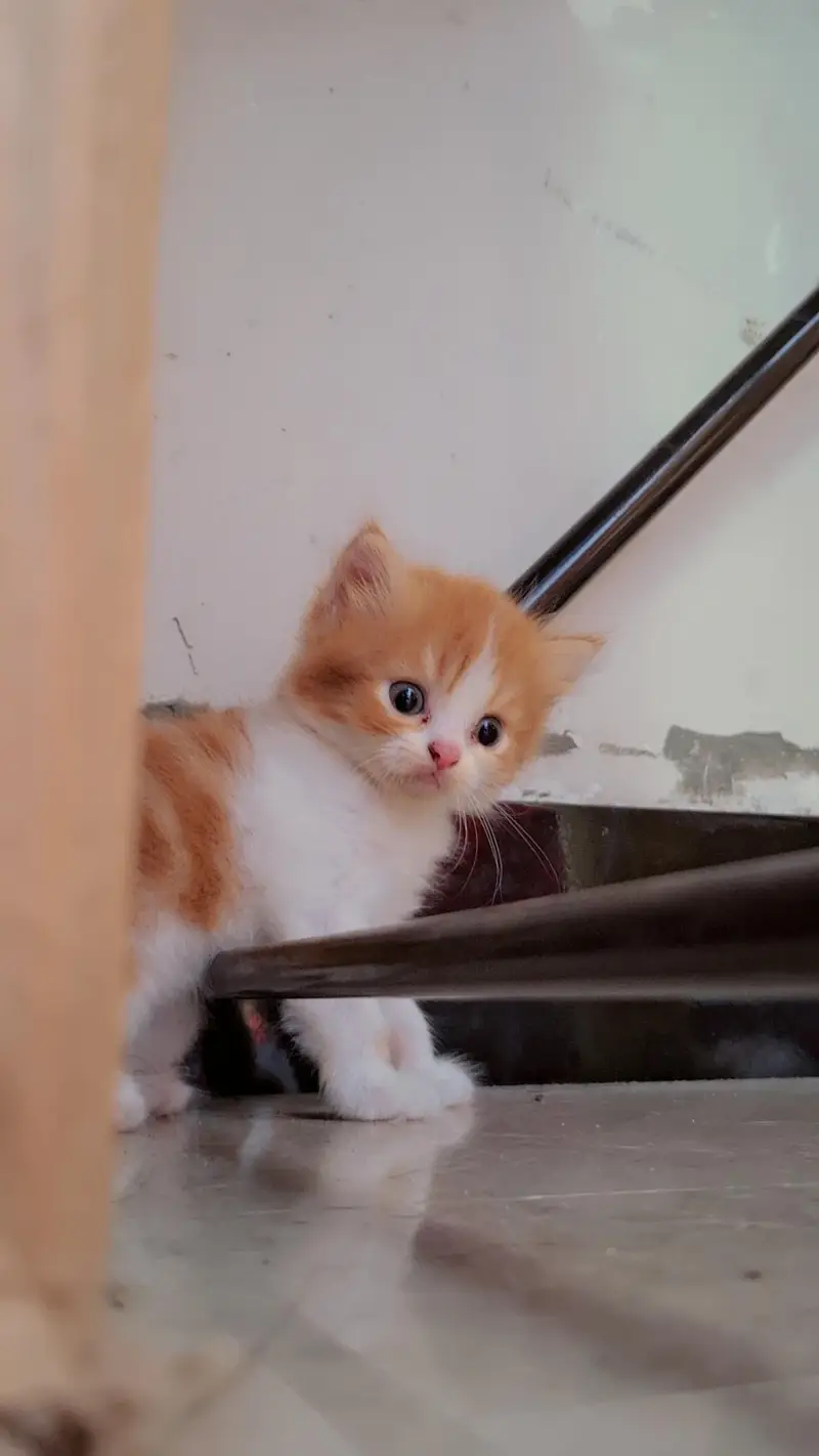 Persian triple coated male and female — photo 6