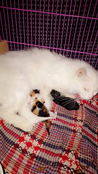 kittens be Available hen jis ko chahiye rabta kry km Price m