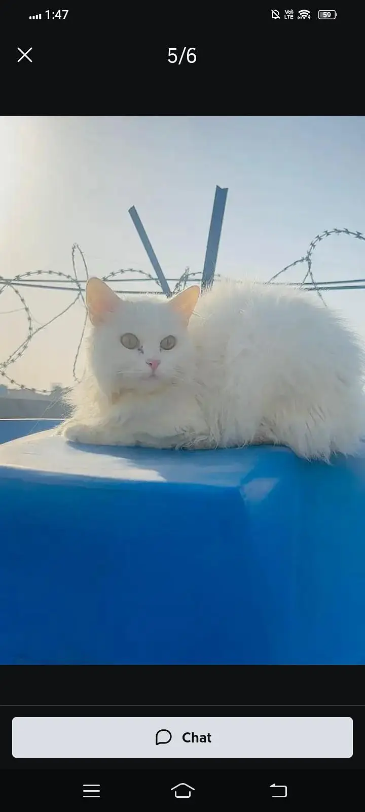 kittens be Available hen jis ko chahiye rabta kry km Price m — photo 2