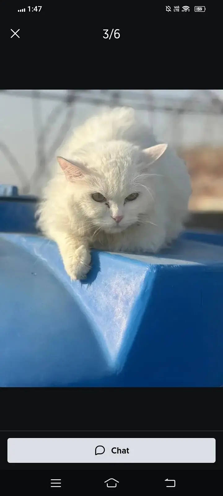kittens be Available hen jis ko chahiye rabta kry km Price m — photo 3