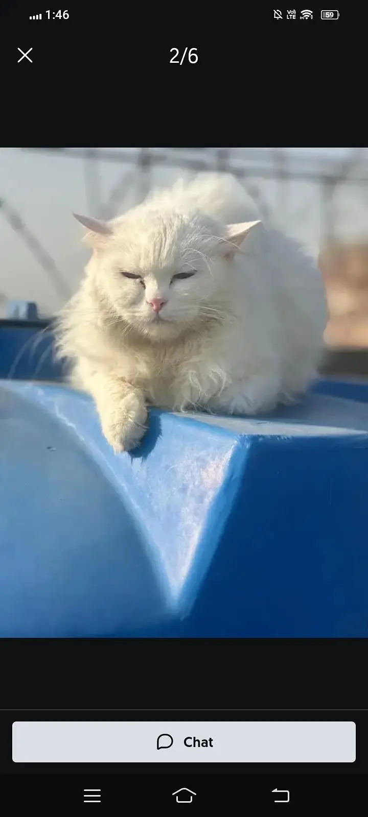 kittens be Available hen jis ko chahiye rabta kry km Price m — photo 4