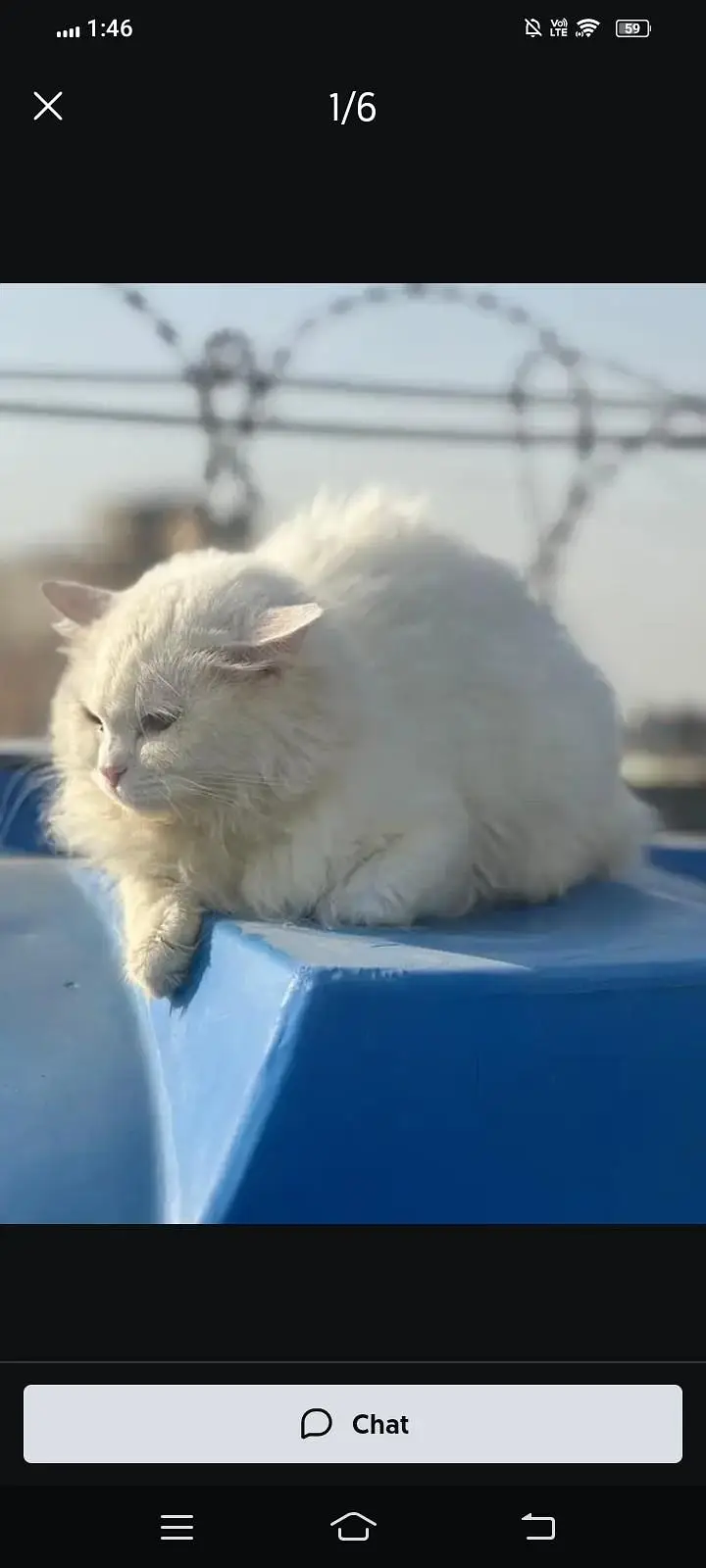 kittens be Available hen jis ko chahiye rabta kry km Price m — photo 5