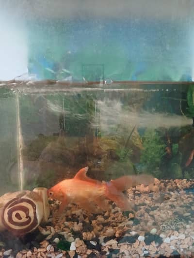 aquarium fish tank