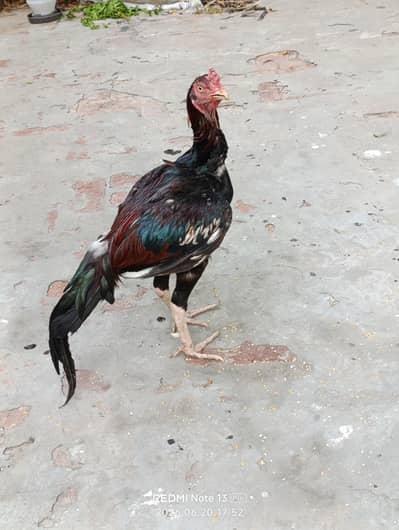pure aseel pair available for sale