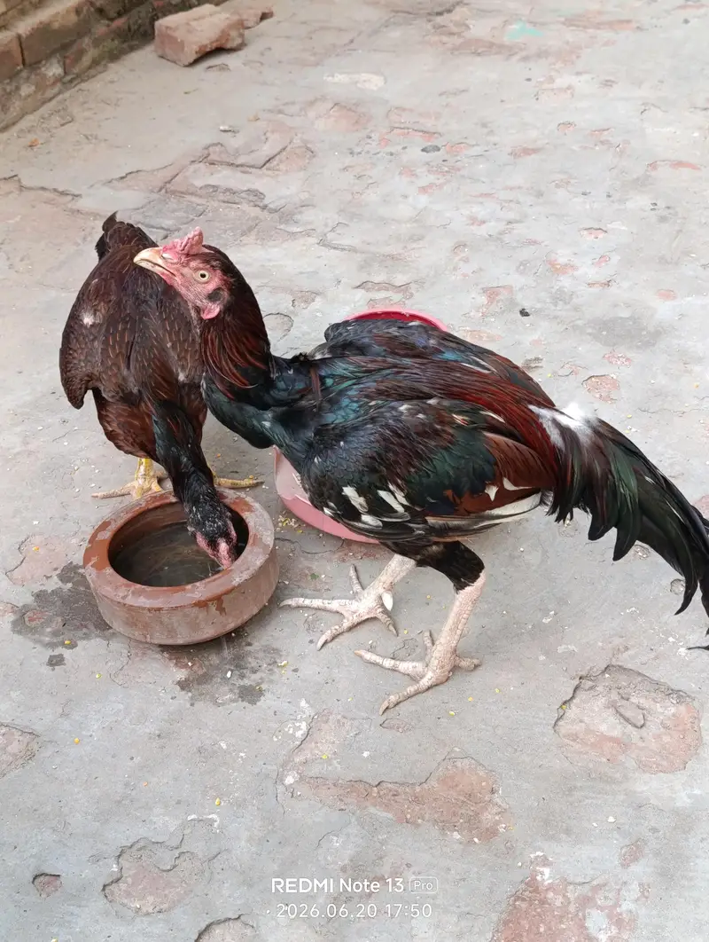 pure aseel pair available for sale — photo 2