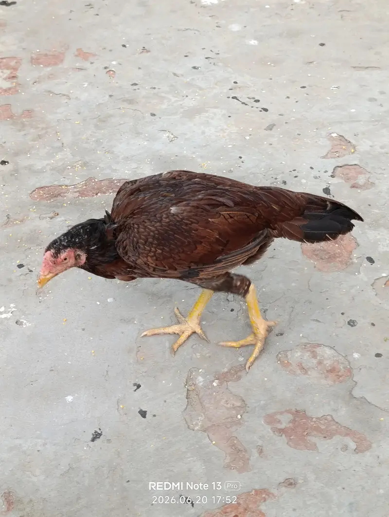 pure aseel pair available for sale — photo 3