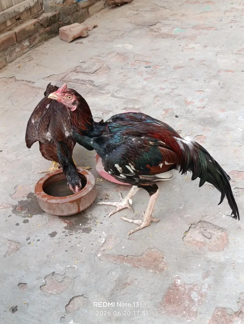 pure aseel pair available for sale — photo 4
