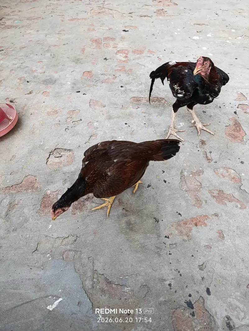 pure aseel pair available for sale — photo 5