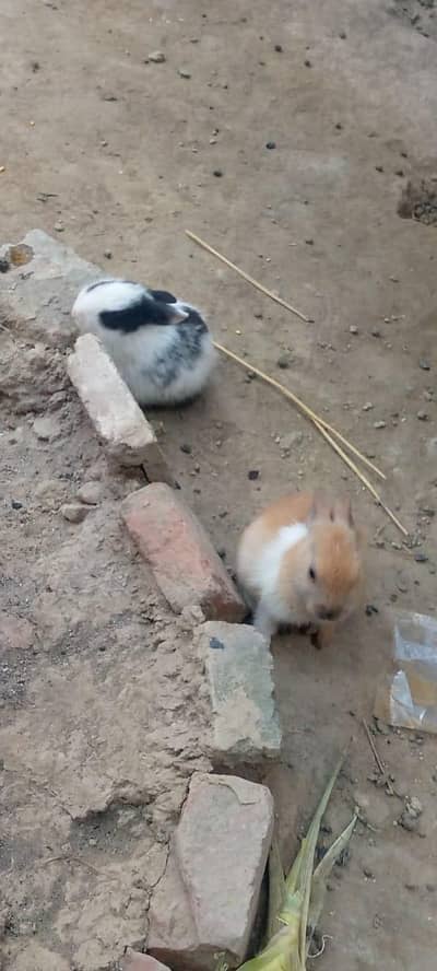 rabbits pairs