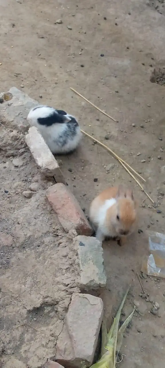 rabbits pairs