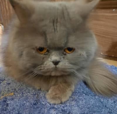 Persian cat for Adoption