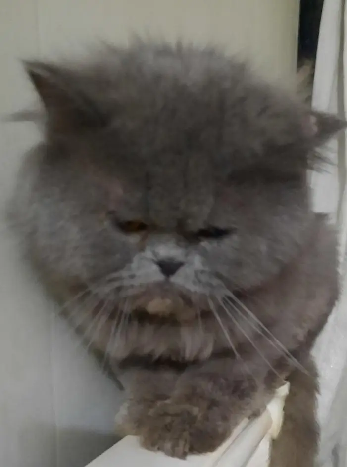 Persian cat for Adoption — photo 2