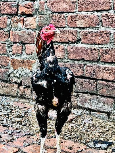 Sindhi breeder Mashallah healthy and active