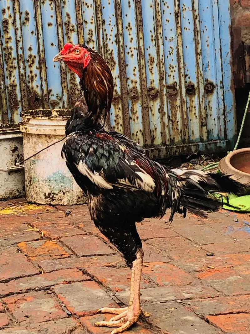 Sindhi breeder Mashallah healthy and active — photo 2