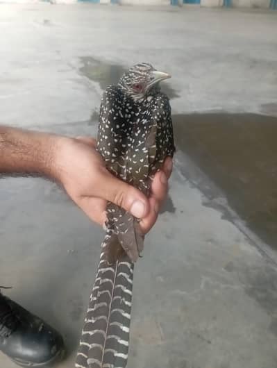 Asian Koel Red Eyes Female