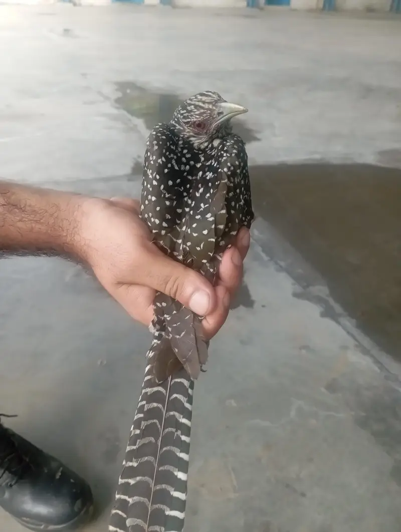 Asian Koel Red Eyes Female