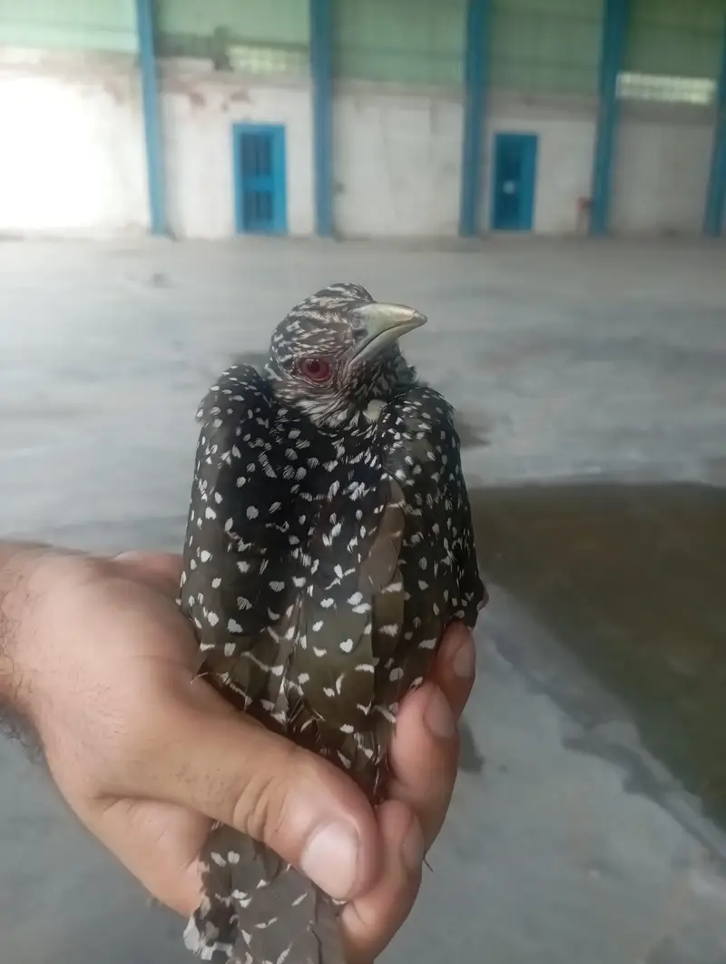 Asian Koel Red Eyes Female — photo 2