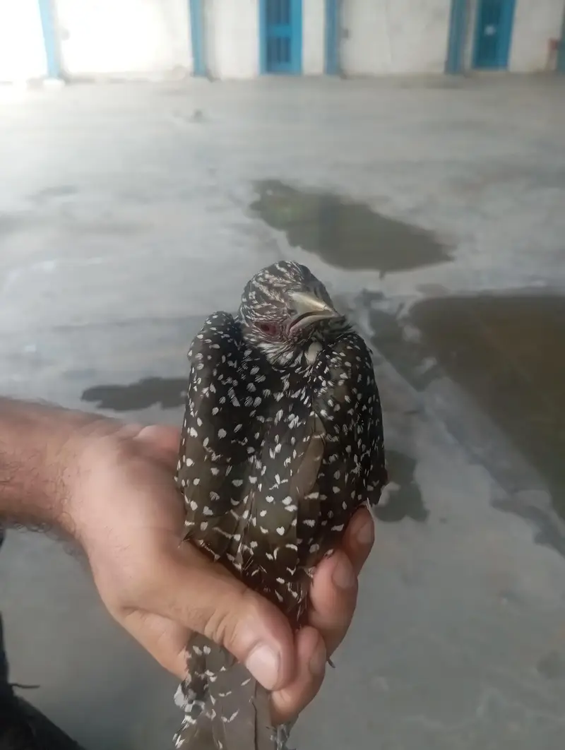Asian Koel Red Eyes Female — photo 3