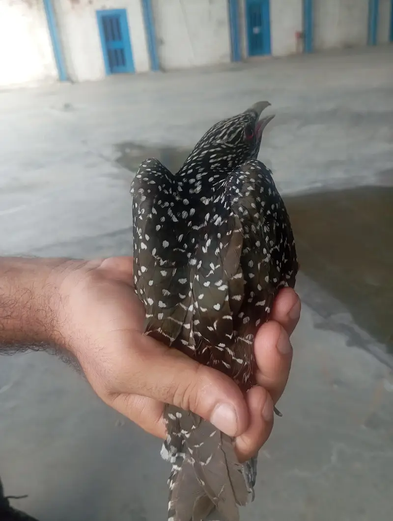 Asian Koel Red Eyes Female — photo 4
