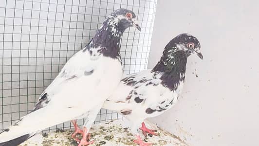 kabli pair for sale.