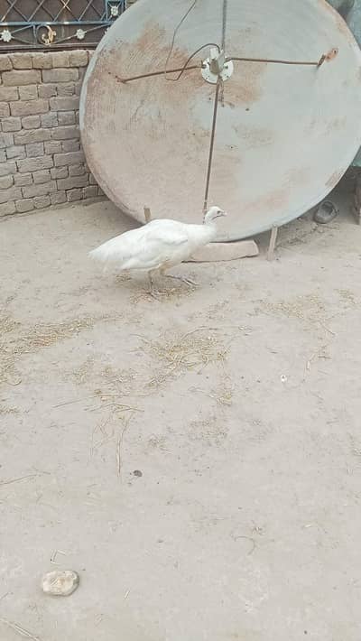 PEACOCK FEMALE