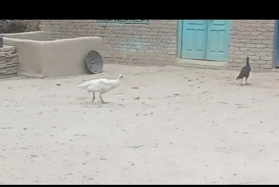 PEACOCK FEMALE — photo 2