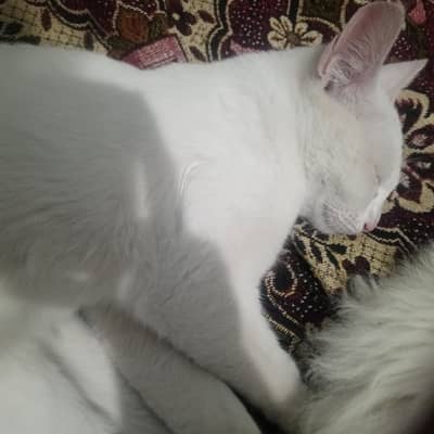 Cat for Sale