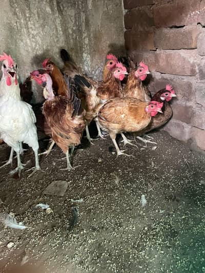 eggs lying hens available for sale
