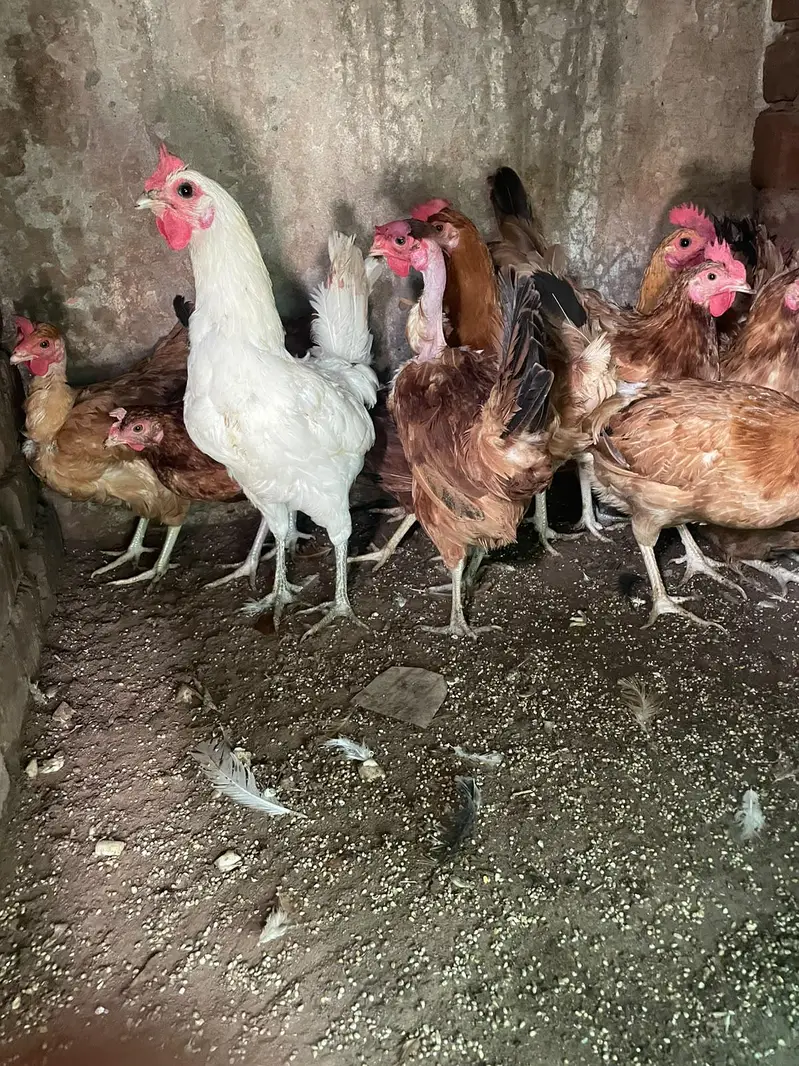 eggs lying hens available for sale — photo 2