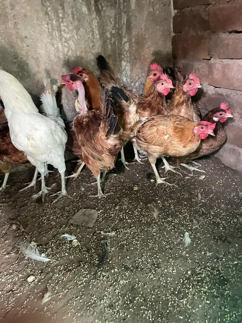 eggs lying hens available for sale — photo 3