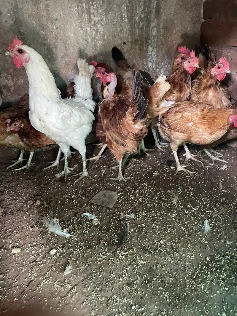 eggs lying hens available for sale — photo 4