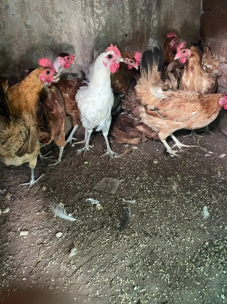 eggs lying hens available for sale — photo 7