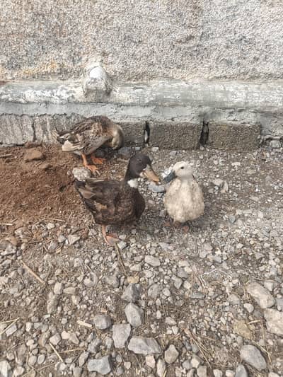 Ducks Breeder Pair