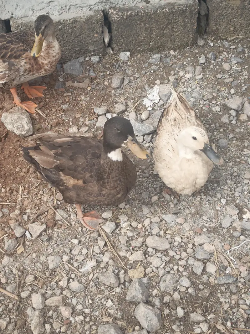 Ducks Breeder Pair — photo 2