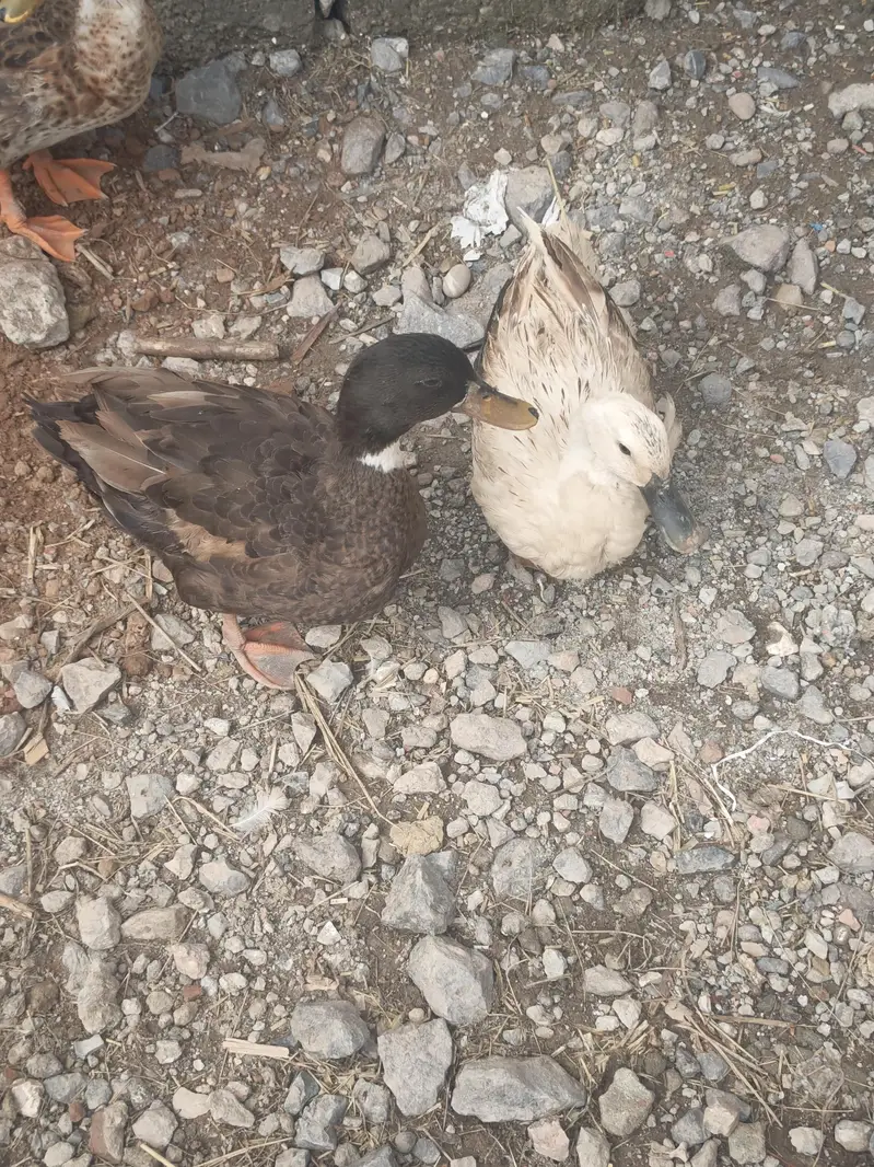 Ducks Breeder Pair — photo 3