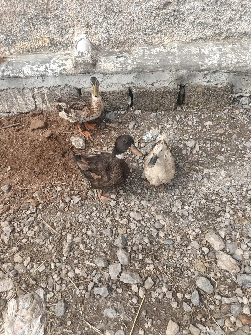 Ducks Breeder Pair — photo 4