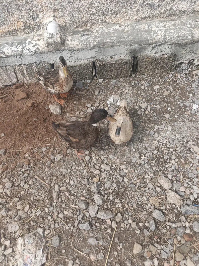 Ducks Breeder Pair — photo 5