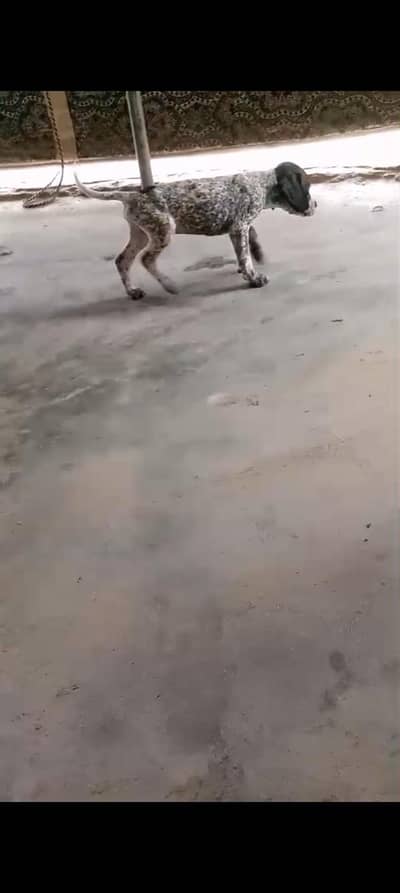 pointer dog male and female for sall
