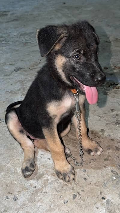 German shepherd Pupps | Long Coat German Puppy | GSD | Puppy fot Sale